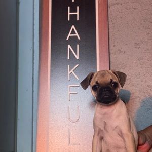 Meet your Posher, Elena